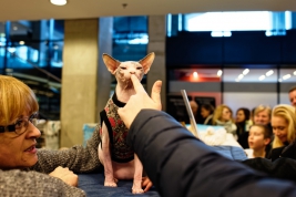 Kot-Sfinks-kanadyjski-Canadian-Sphynx-Wystawa-kotow-rasowych-Warszawa-20190223