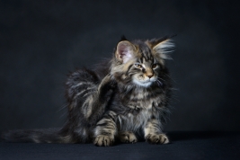 Kotek-Maine-Coon-z-hodowli-Abicoon-PL-wwwabicoonpl