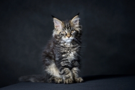 Kotek-Maine-Coon-z-hodowli-Abicoon-PL-wwwabicoonpl