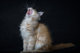 Kot-Maine-Coon-z-hodowli-Abicoon-PL-wwwabicoonpl