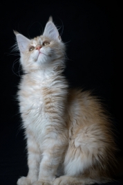 Kot-Maine-Coon-z-hodowli-Abicoon-PL-wwwabicoonpl