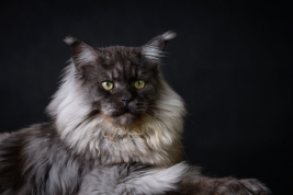Kot-Maine-Coon-z-hodowli-Abicoon-PL-wwwabicoonpl
