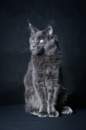 Kotek-Maine-Coon