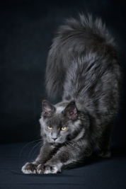 Kot-Maine-Coon
