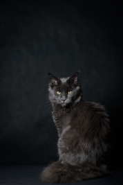 Kot-Maine-Coon-z-hodowli-Abicoon-PL-wwwabicoonpl