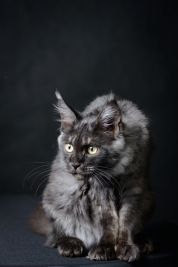 Kot-Maine-Coon-z-hodowli-Abicoon-PL-wwwabicoonpl