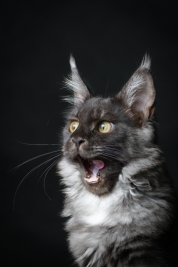 Kot-Maine-Coon-z-hodowli-Abicoon-PL-wwwabicoonpl