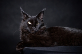 Kot-Maine-Coon-z-hodowli-Abicoon-PL-wwwabicoonpl
