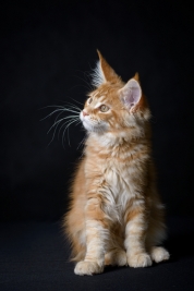 Kot-Maine-Coon-z-hodowli-Abicoon-PL-wwwabicoonpl