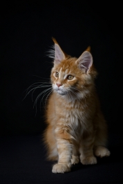 Kot-Maine-Coon-z-hodowli-Abicoon-PL-wwwabicoonpl