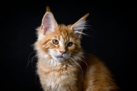 Kot-Maine-Coon-z-hodowli-Abicoon-PL-wwwabicoonpl