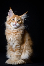 Kot-Maine-Coon-z-hodowli-Abicoon-PL-wwwabicoonpl