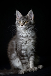 Kot-Maine-Coon-z-hodowli-Abicoon-PL-wwwabicoonpl