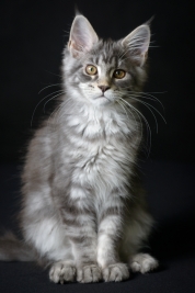 Kot-Maine-Coon-z-hodowli-Abicoon-PL-wwwabicoonpl