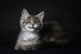 Kot-Maine-Coon-z-hodowli-Abicoon-PL-wwwabicoonpl