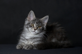 Kot-Maine-Coon-z-hodowli-Abicoon-PL-wwwabicoonpl