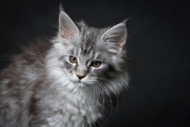 Kot-Maine-Coon-z-hodowli-Abicoon-PL-wwwabicoonpl