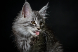 Kot-Maine-Coon-z-hodowli-Abicoon-PL-wwwabicoonpl