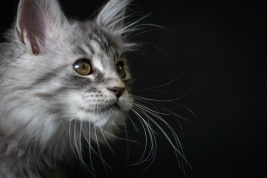 Kot-Maine-Coon-z-hodowli-Abicoon-PL-wwwabicoonpl