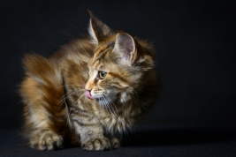 Kot-Maine-Coon-z-hodowli-Abicoon-PL-wwwabicoonpl