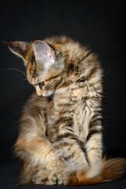 Kotek-Maine-Coon