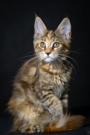 Kot-Maine-Coon-z-hodowli-Abicoon-PL-wwwabicoonpl