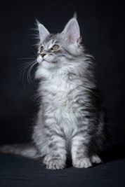 Kotek-Maine-Coon