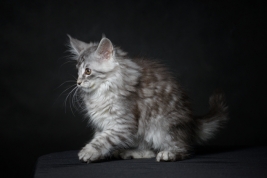 Kot-Maine-Coon-z-hodowli-Abicoon-PL-wwwabicoonpl