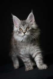 Maine-Coon
