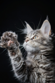 Kot-rasy-Maine-Coon