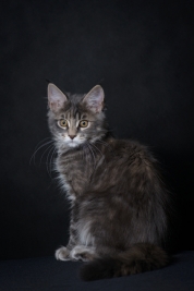 Kot-Maine-Coon-z-hodowli-Abicoon-PL-wwwabicoonpl