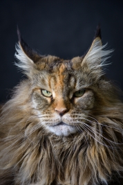 Maine-Coon