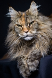 Kot-Maine-Coon-z-hodowli-Abicoon-PL-wwwabicoonpl