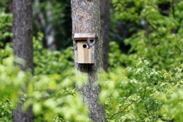 Chickadee-Parus-major-and-its-birdhouse