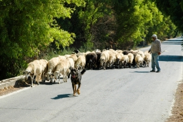 Pasterz-i-stado-owiec-Kreta-Grecja