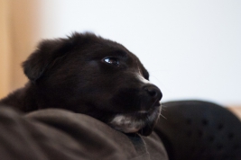 Sleeping-puppy-of-Central-Asian-Shepherd-Dog-Alabay