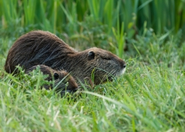 Nutria-Myocastor-coypus