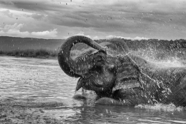 Kapiel-slonia-w-rzece-w-Nepalu