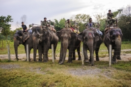 Przewozy-na-sloniach-w-Chitwan