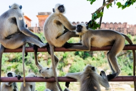 Stado-malp-w-Indiach-Hanuman-langurs