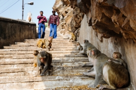 Stado-malp-na-schodach-swiatyni-Galta-Ji-w-Jaipur-Indie