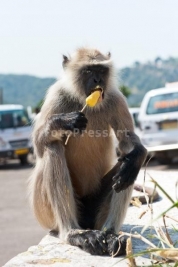 Malpa-Hanuman-langurs-jedzaca-zotego-loda-w-Indiach