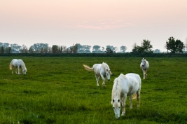 Biale-konie-w-rezerwacie-Camargue-Francja