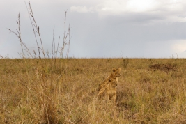 Mlode-lwy-Kenia