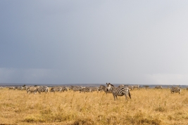 Stado-zebr-Kenia