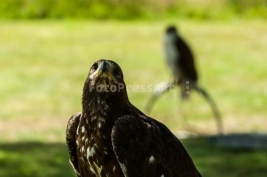 Orzel-przedni-Aquila-chrysaetos