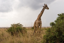 Zyrafa-w-Parku-Narodowym-w-Nairobi-Kenia
