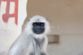 Hanuman-langurs-