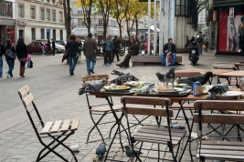 Golebie-wyjadajace-resztki-z-talerzy-w-ulicznej-restaruacji-w-Paryzu