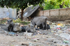 Dzikie-swinie-na-smietnisku-w-Khajuraho-Indie